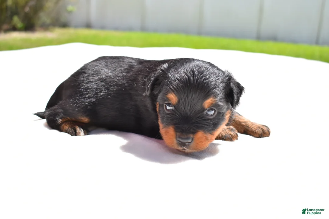 Toy Australian Shepherd dogs for sale: Toy Australian Shepherd Puppy 4 - Ad 4