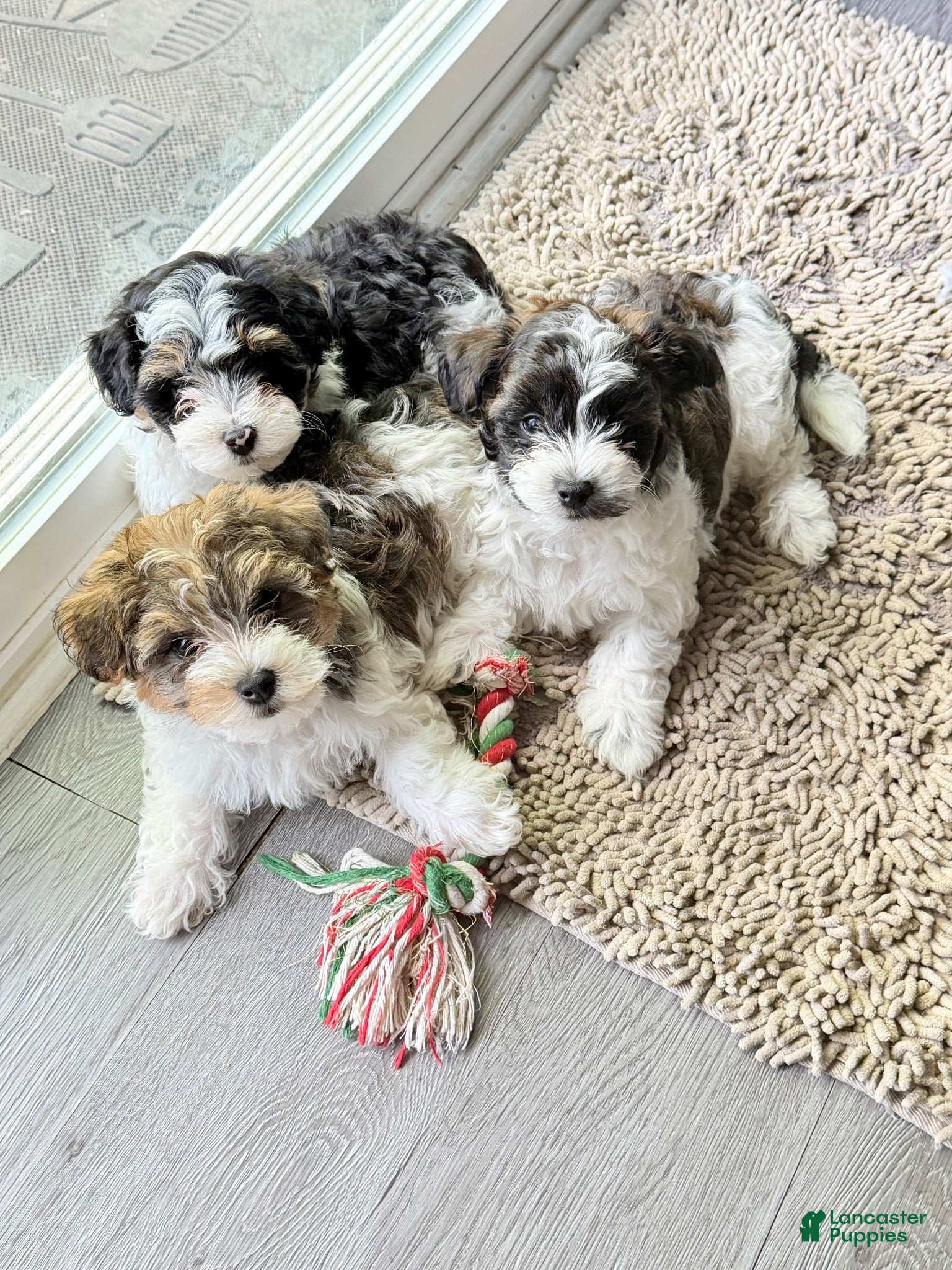 Mixed Breed dogs Mixed Breed  - Ad 19