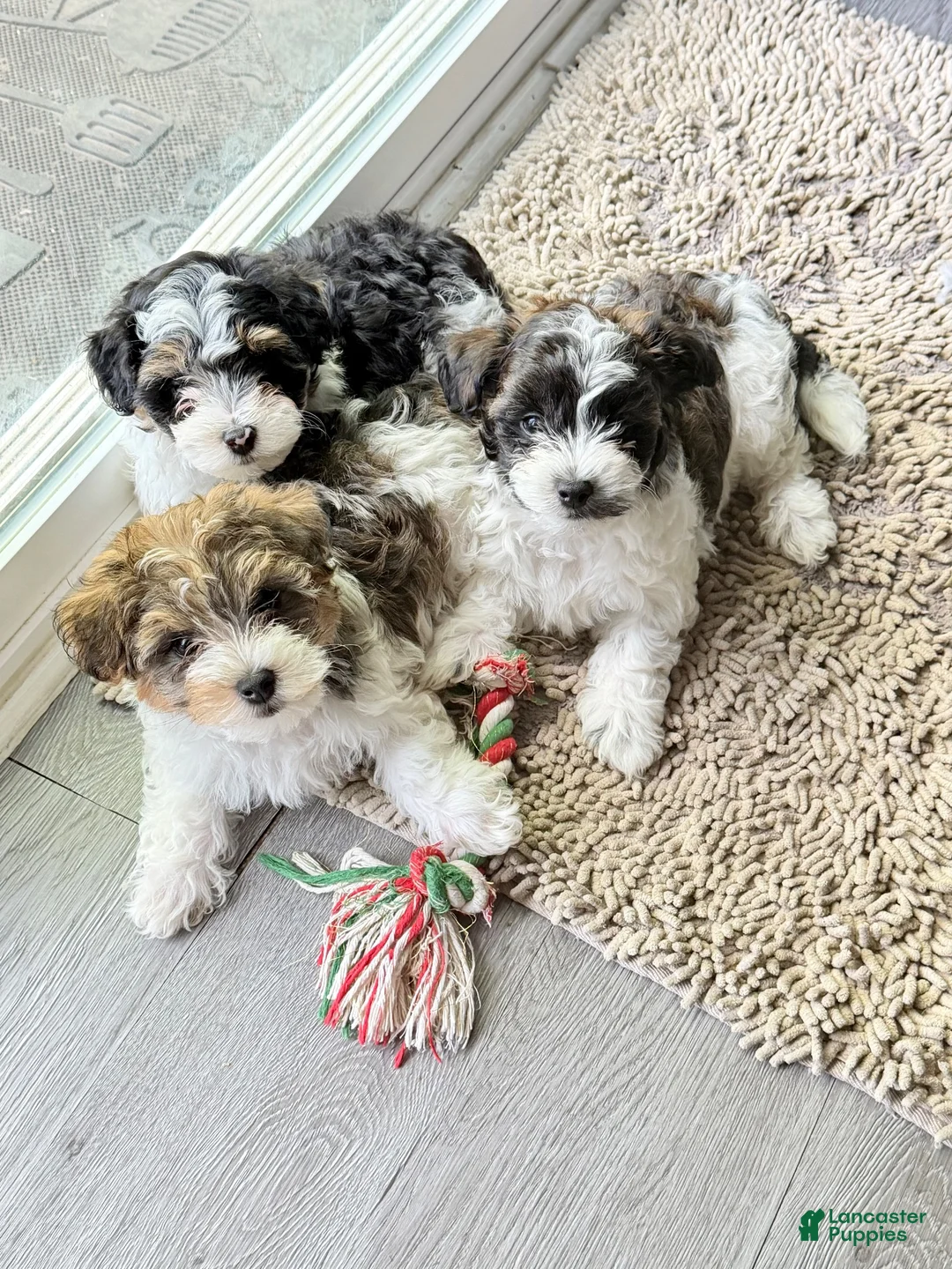 Mixed Breed dogs for sale: Mixed Breed  - Ad 1
