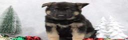 German Shepherd dogs for sale: Avery - Ad 8