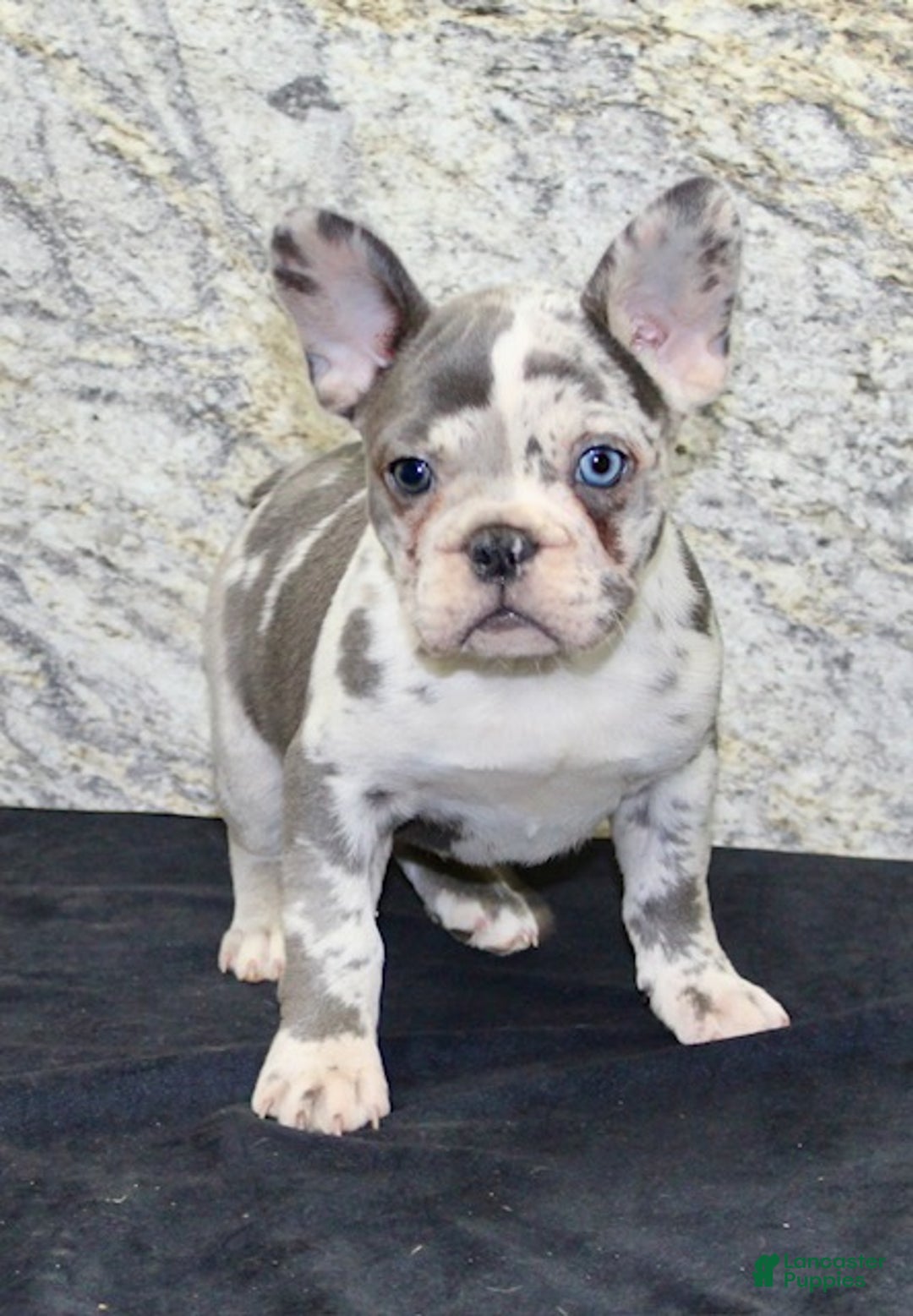 French Bulldog dogs for sale: Bella - Ad 3
