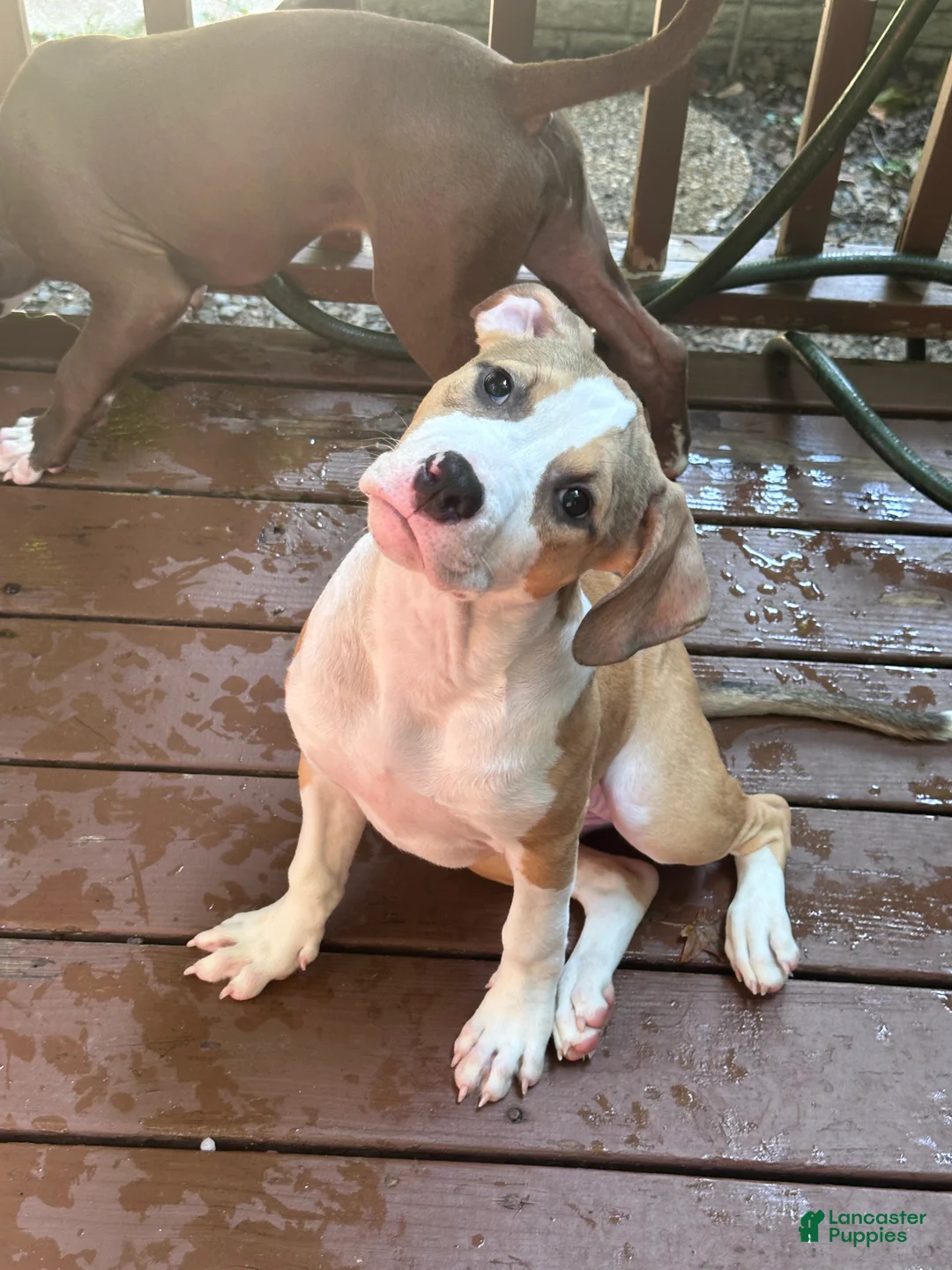 Mixed Breed dogs for sale: Sasha - Ad 2