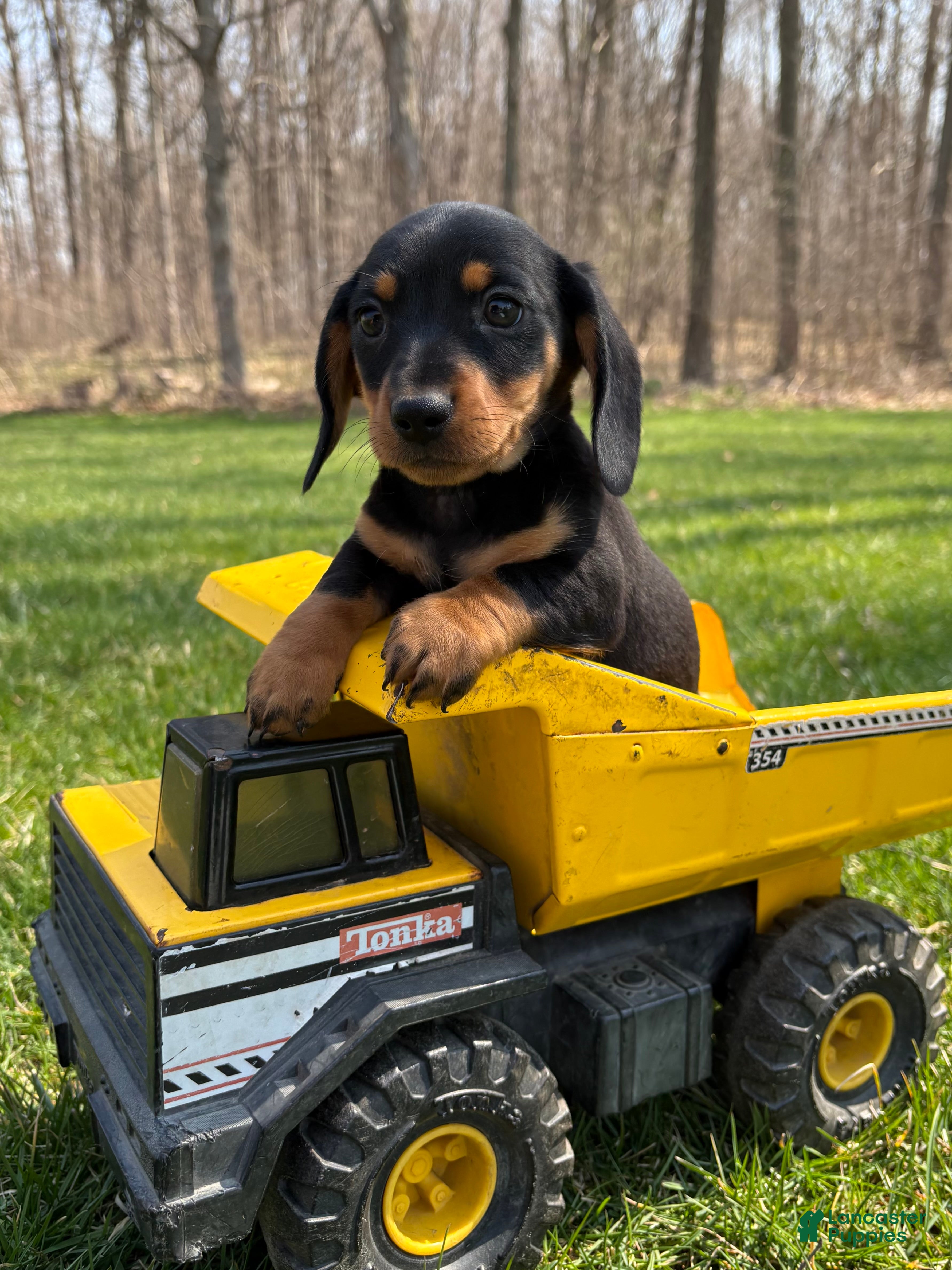 Dachshund dogs Valentino - Ad 1