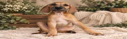 Great Dane dogs for sale: Dolly - Ad 3