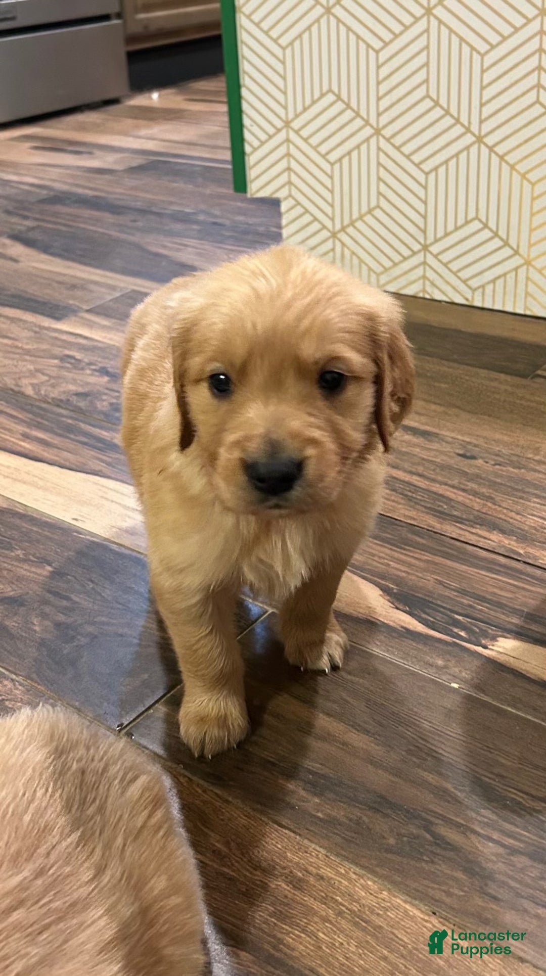 Golden Retriever dogs for sale: Golden Retriever litter of 8 puppies - Ad 5