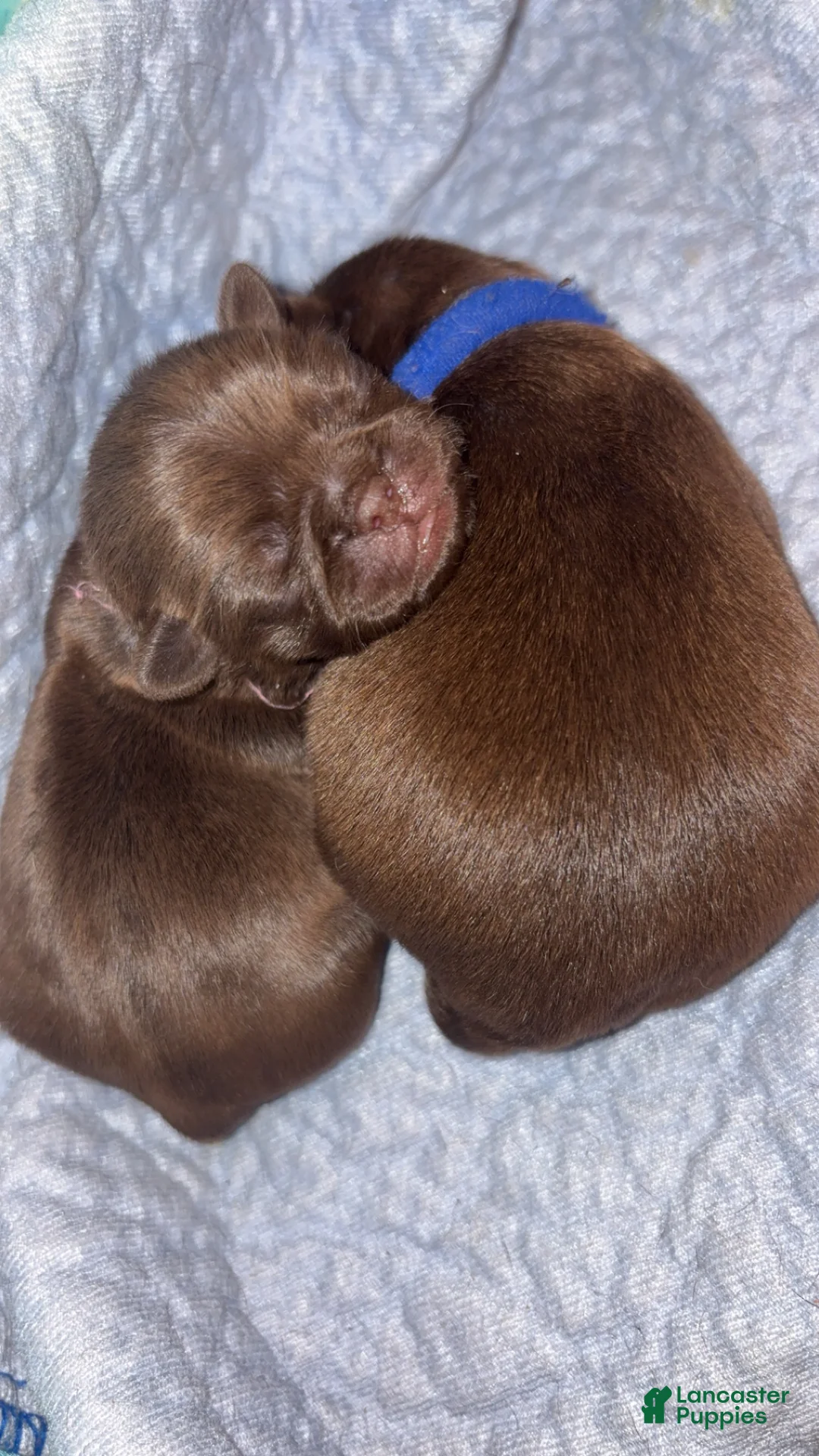 Pug dogs for sale: Rolo chocolate pug - Ad 2