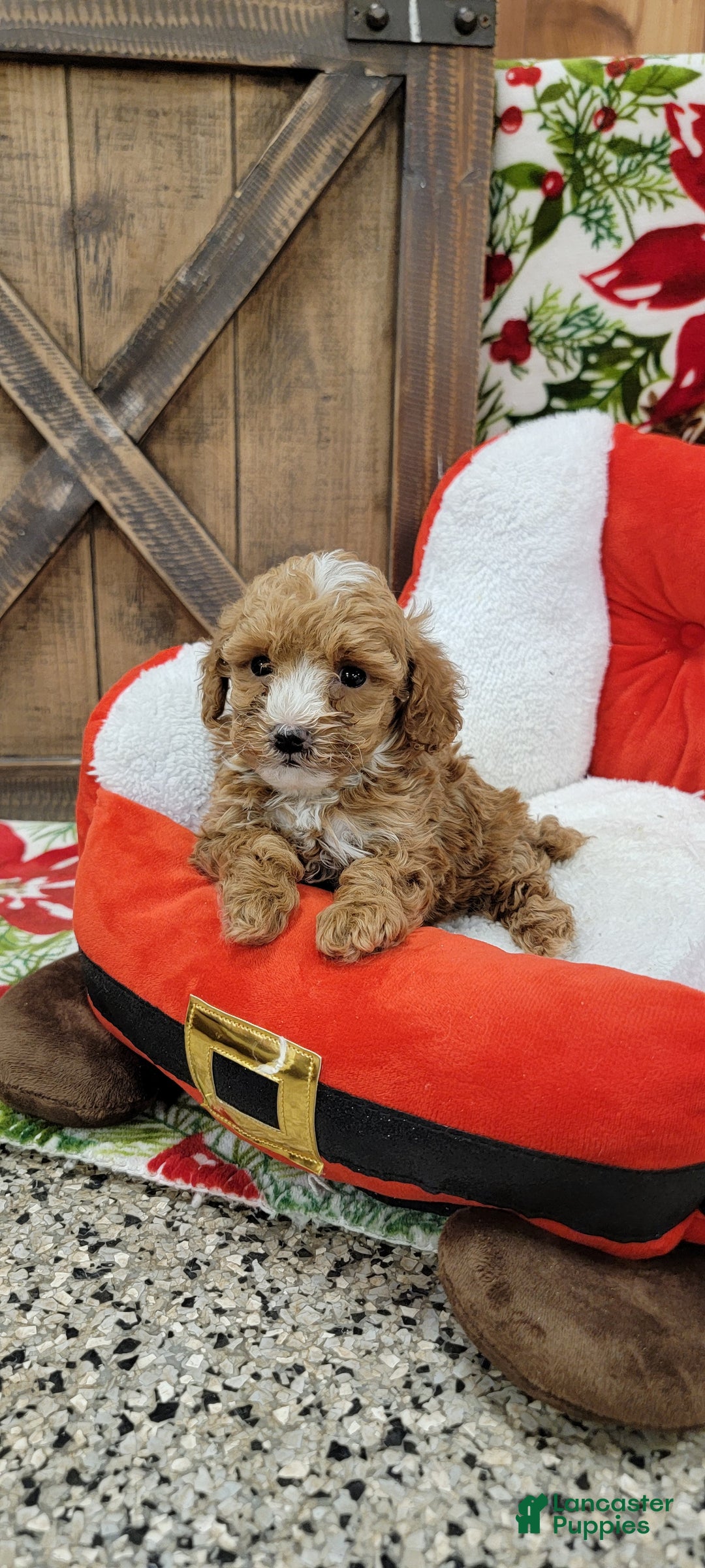 Toy Poodle dogs for sale: Moses - Ad 2