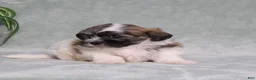 Teddy Bear dogs for sale: Decklyn - Ad 5