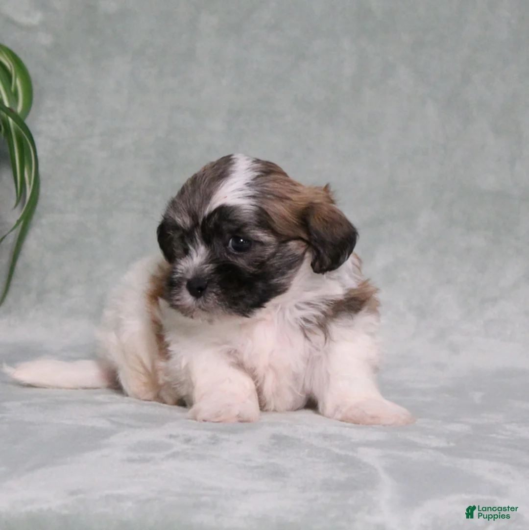 Teddy Bear dogs for sale: Decklyn - Ad 5