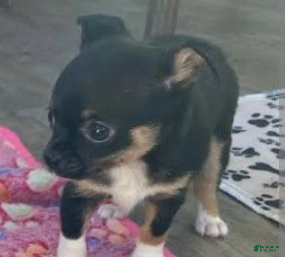 Chihuahua dogs for sale: Cammi - Ad 1
