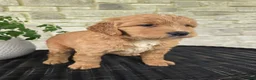 Mini Goldendoodle dogs for sale: Mini Goldendoodle Puppy 2 - Ad 2