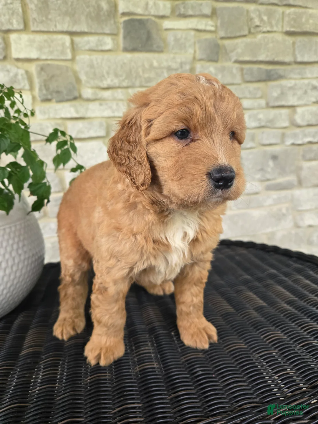 Mini Goldendoodle dogs for sale: Mini Goldendoodle Puppy 2 - Ad 2