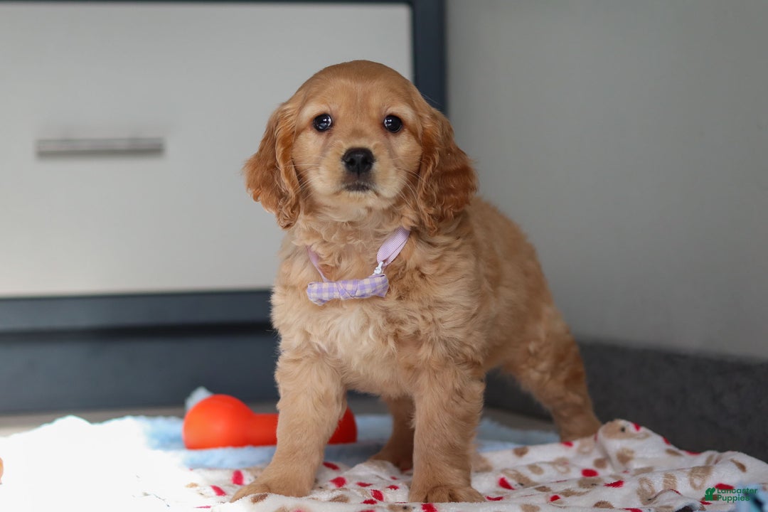 Miniature Golden Retriever dogs for sale: Olivia - Ad 4