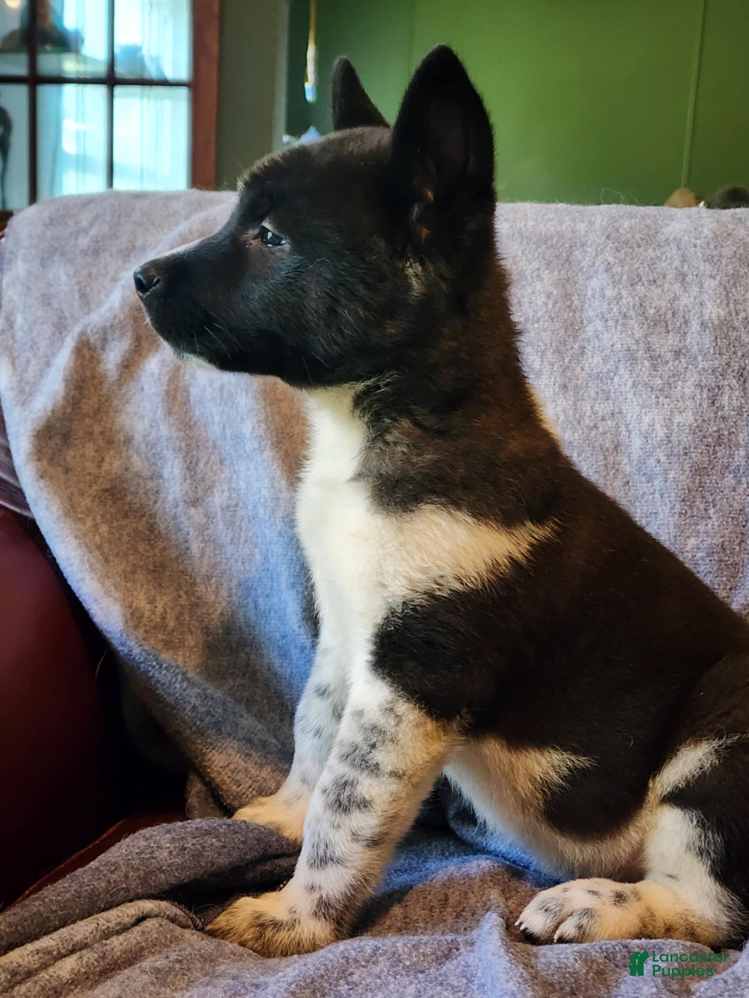 Akita dogs for sale: Akita Puppy Girl 5 - Ad 31