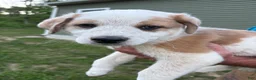 Mixed Breed dogs for sale: Harley - Ad 13