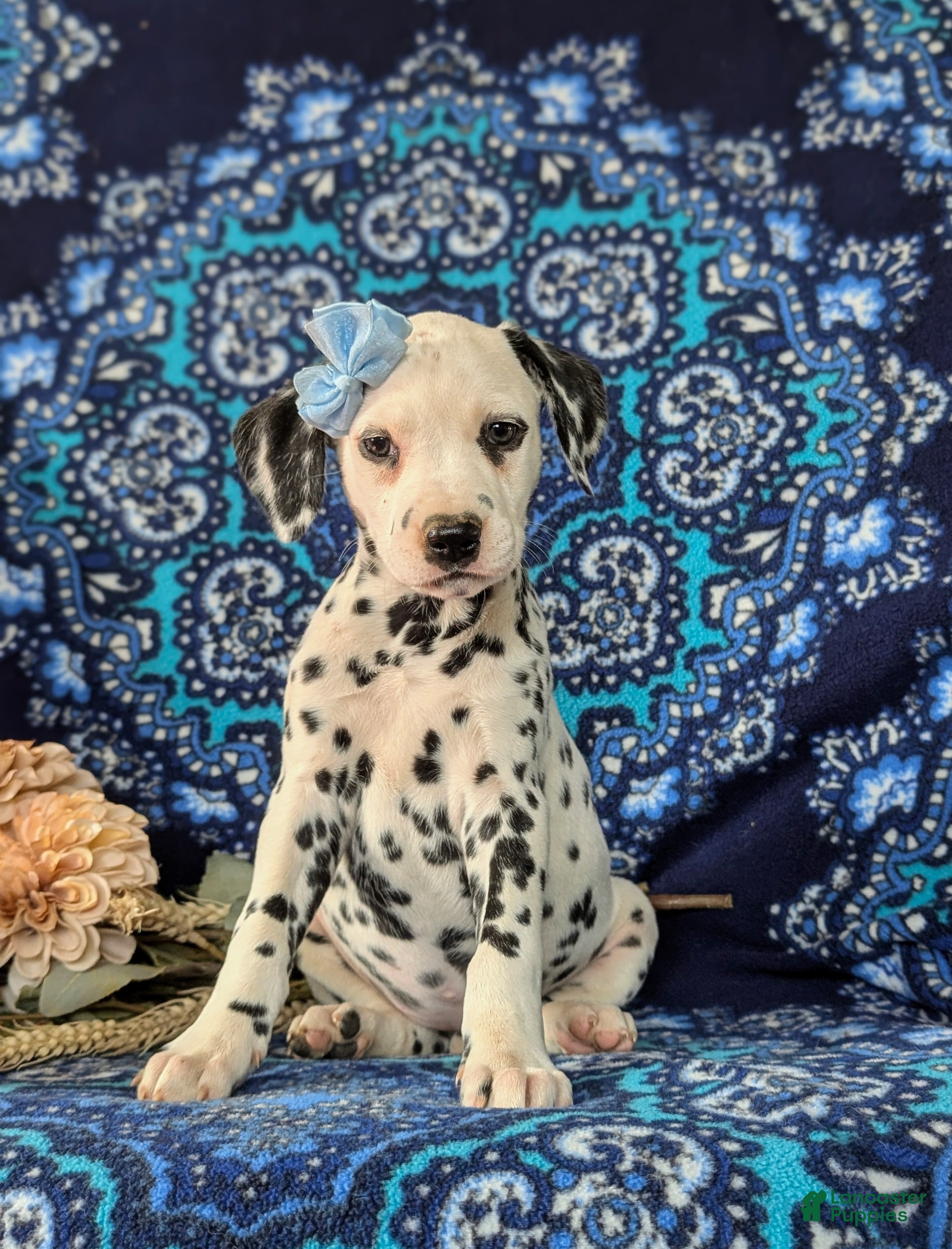 Dalmatian dogs Lainie - Ad 2