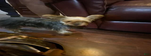 Ninja