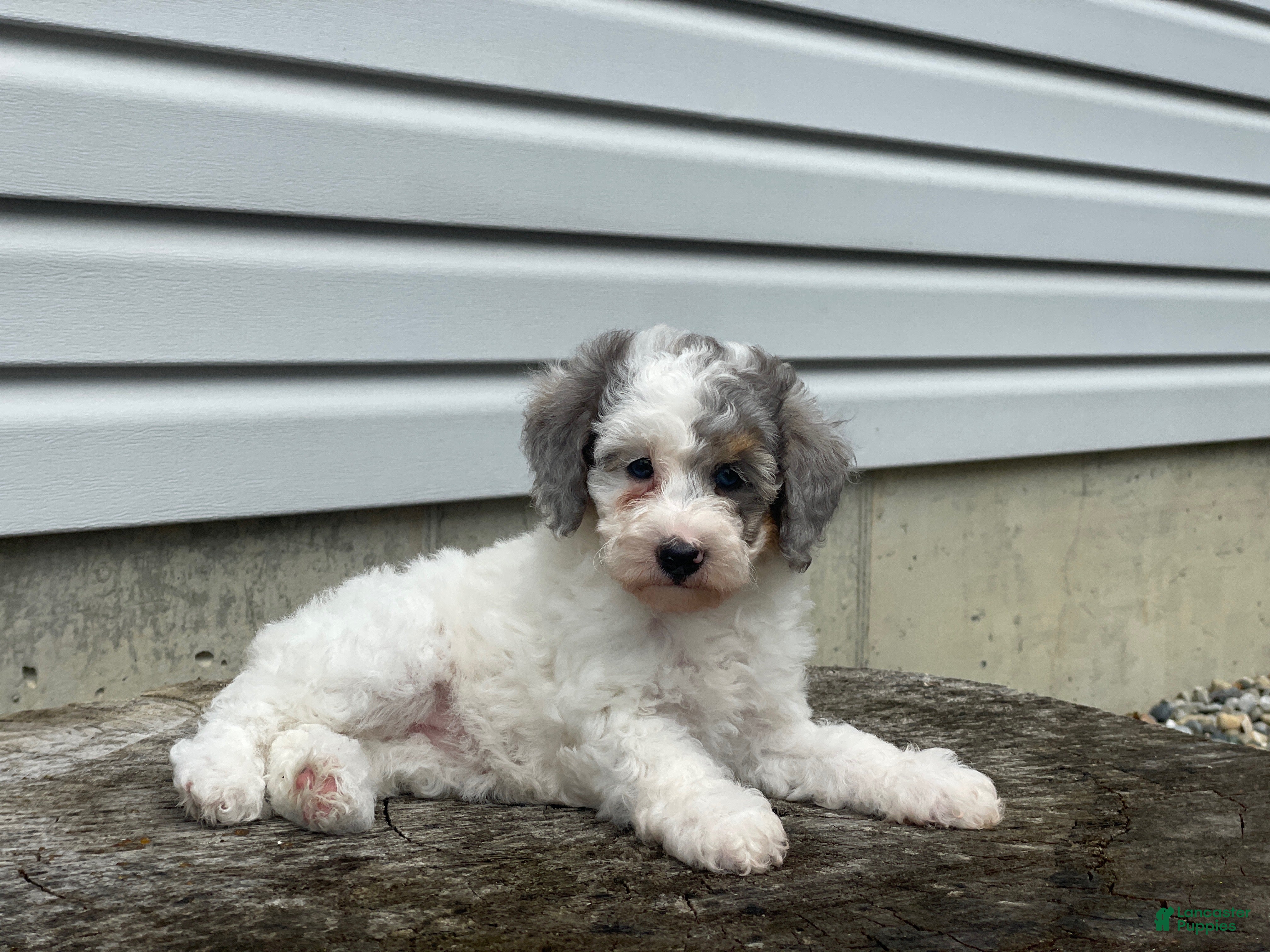 Miniature Poodle dogs Dimples Miniature Poodle  - Ad 2
