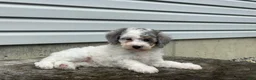 Miniature Poodle dogs for sale: Dimples Miniature Poodle  - Ad 7