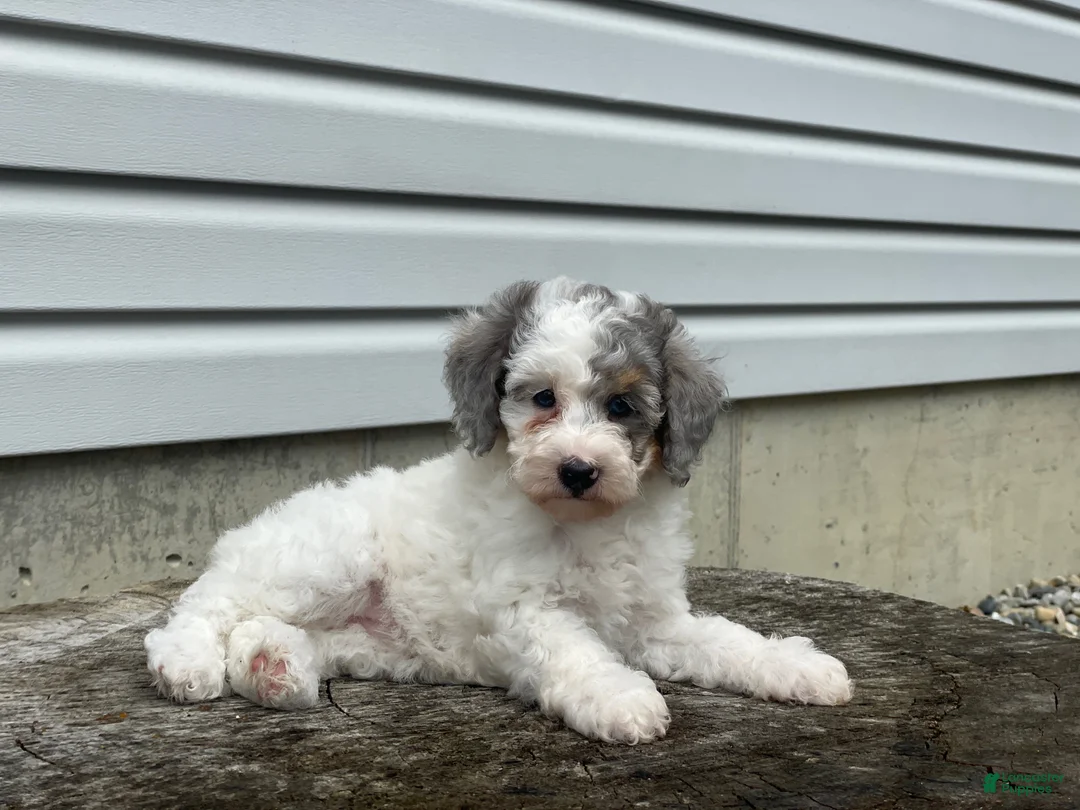 Miniature Poodle dogs for sale: Dimples Miniature Poodle  - Ad 2