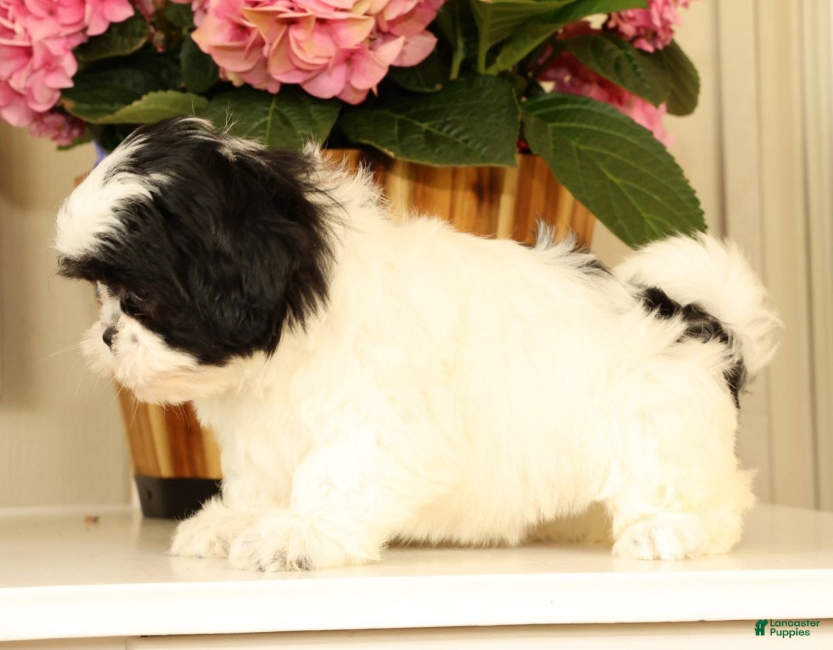 Malshi dogs for sale: Maggie - Ad 6