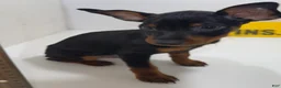 Miniature Pinscher dogs for sale: Darla - Ad 2
