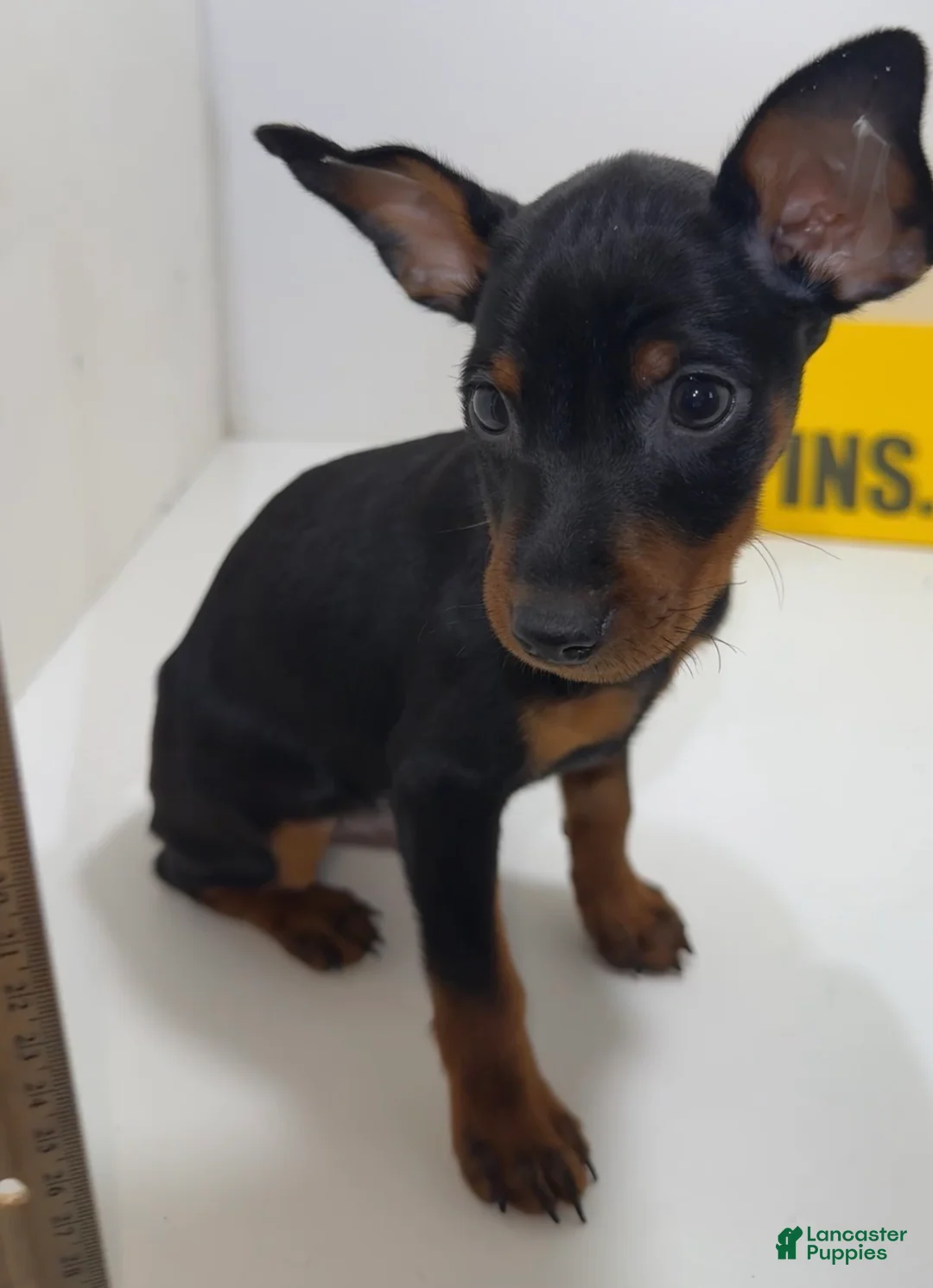 Miniature Pinscher dogs for sale: Darla - Ad 2