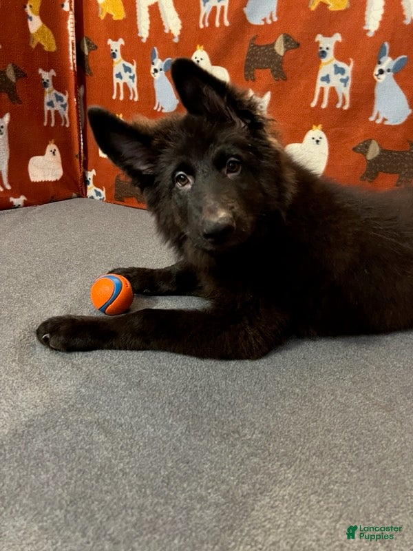 Cooper (German Shepherd, Male) in Doylestown, OH