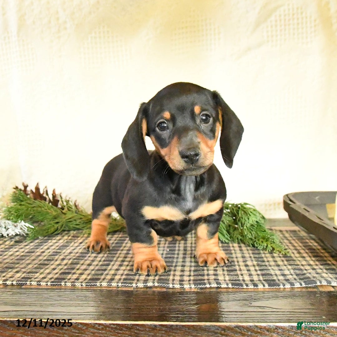 Dachshund dogs for sale: Rascal - Ad 3