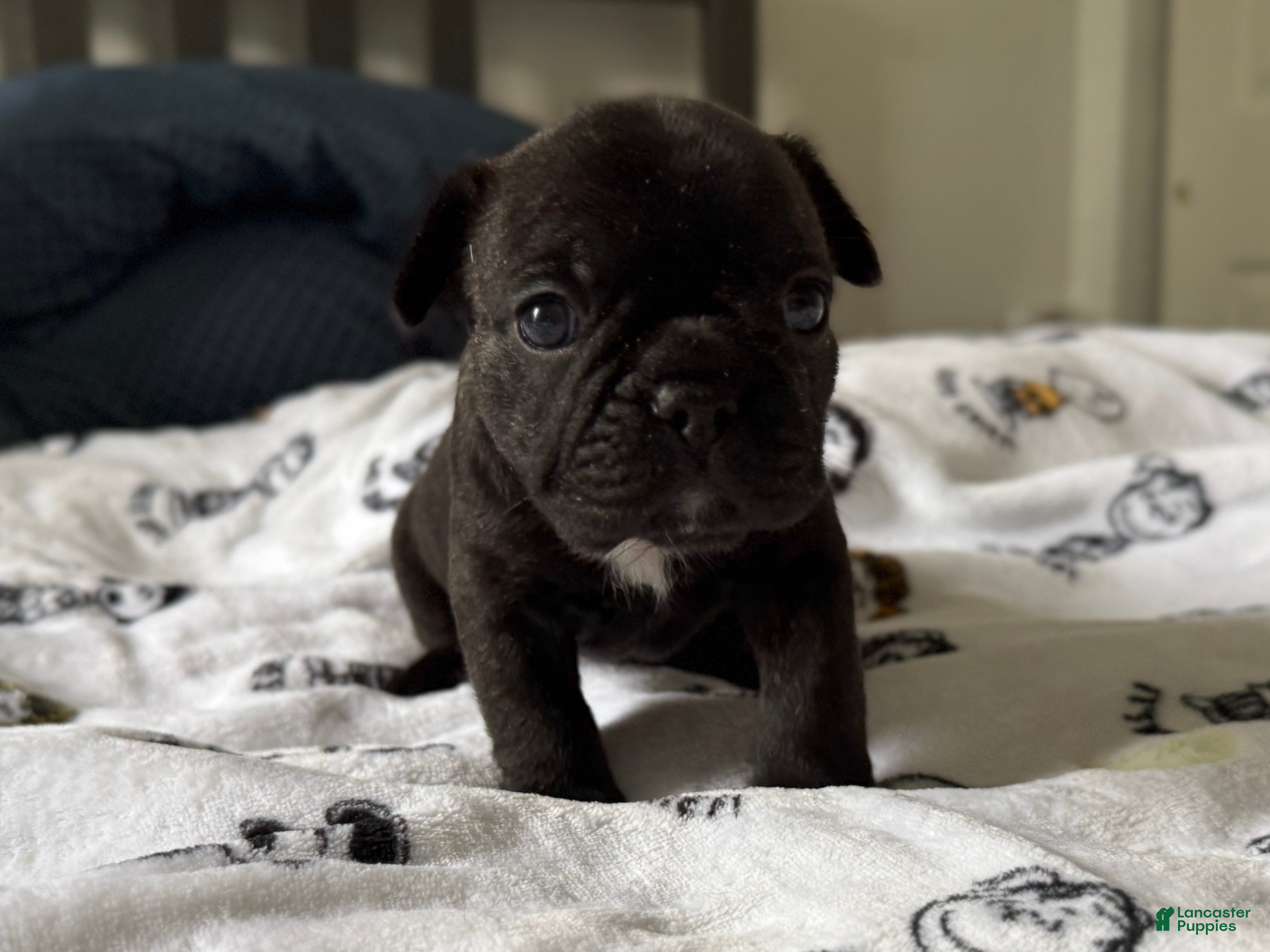 French Bulldog dogs Prince  - Ad 2