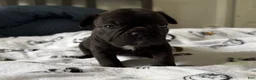 French Bulldog dogs for sale: Prince  - Ad 2