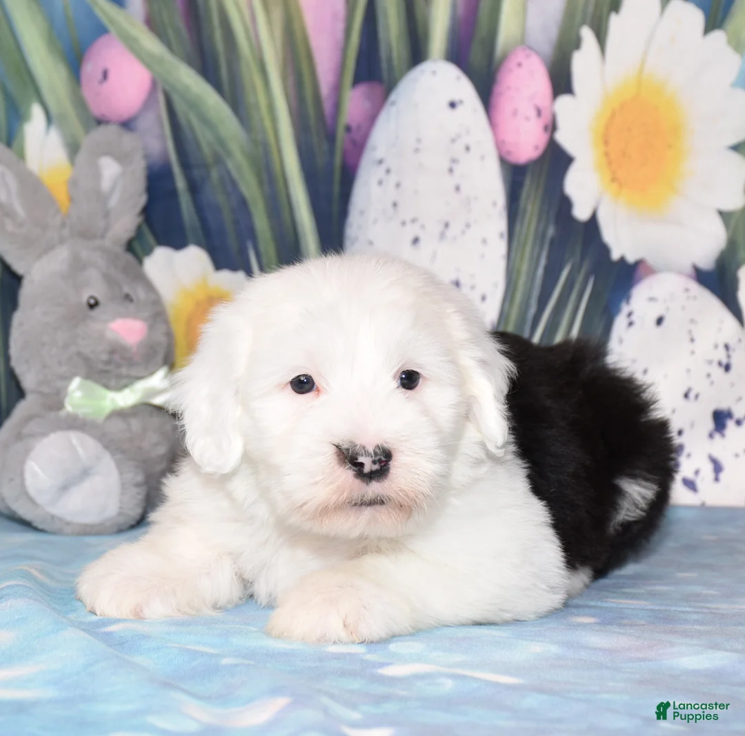 Old English Sheepdog dogs for sale: Tundra  - Ad 3