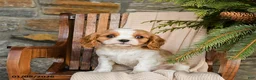 Cavalier King Charles Spaniel dogs for sale: Snickers - Ad 9