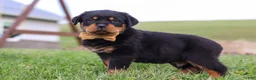 Rottweiler dogs for sale: Rocky - Ad 5