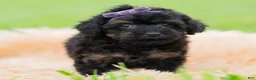 Toy Poodle dogs for sale: Trixie AKC - Ad 5