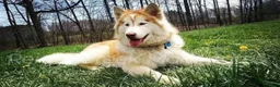 Alaskan Malamute dogs for sale: Hibiscus - Ad 5