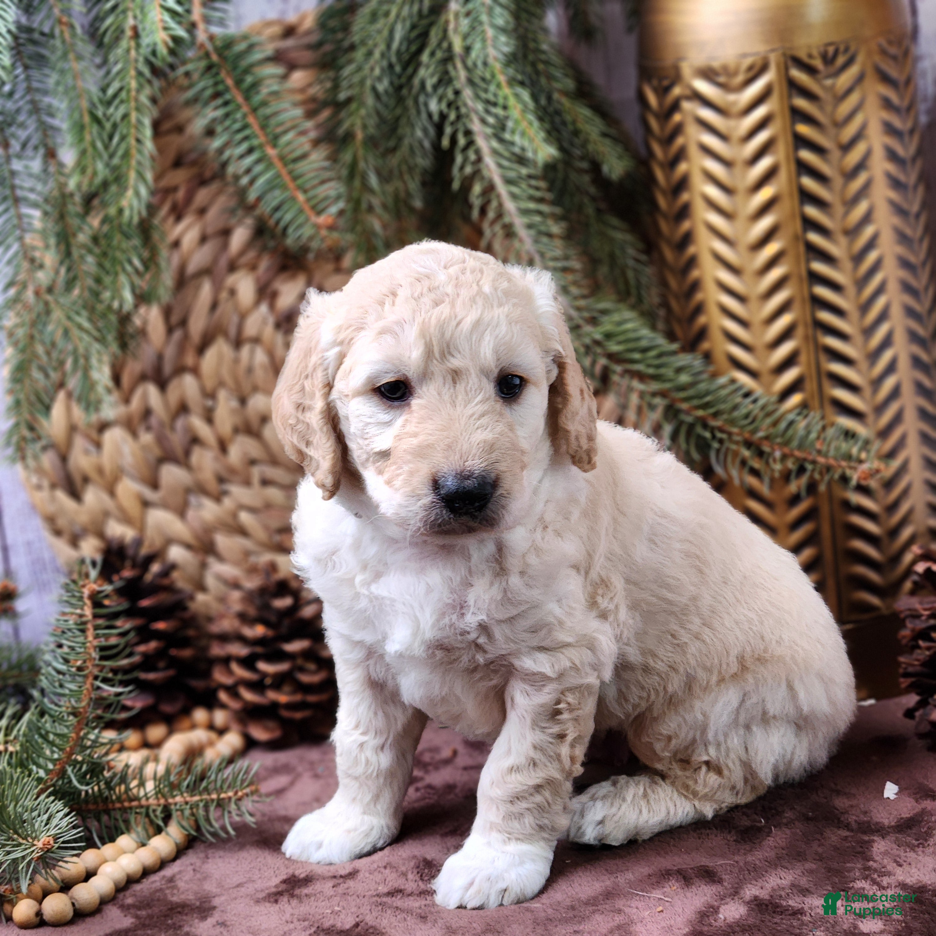 Goldendoodle dogs Frank - Ad 19