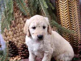 Goldendoodle dogs Frank - Ad 19