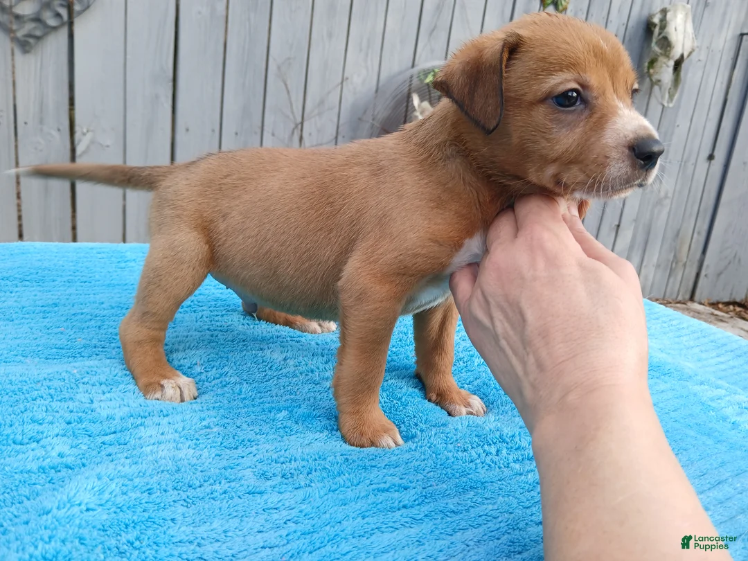 Mixed Breed dogs for sale: 1/2 Blue Heeler 1/2 Bulldog,  Nationwide delivery  - Ad 3