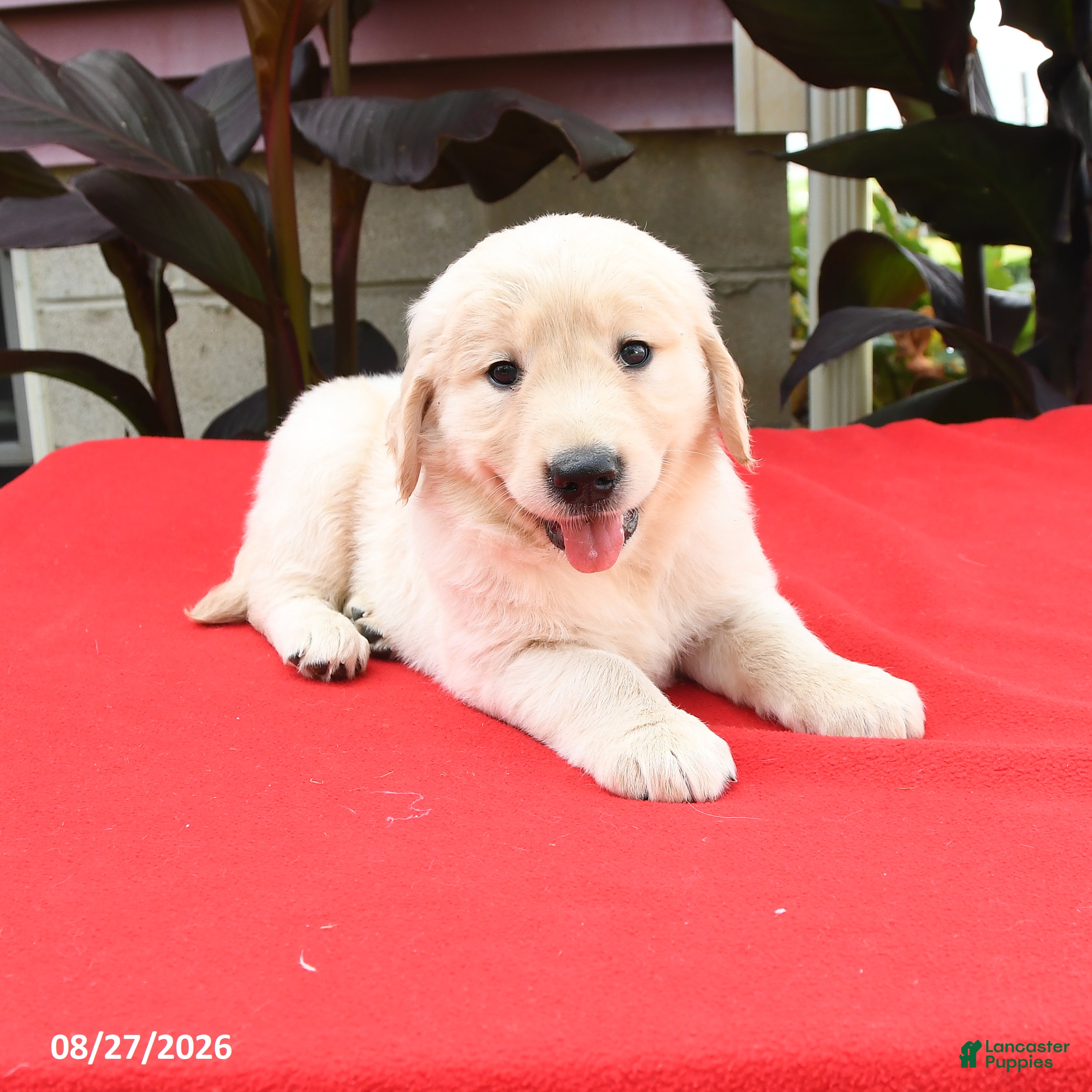 Golden Retriever dogs Caleb - Ad 2