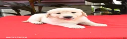 Golden Retriever dogs for sale: Caleb - Ad 2