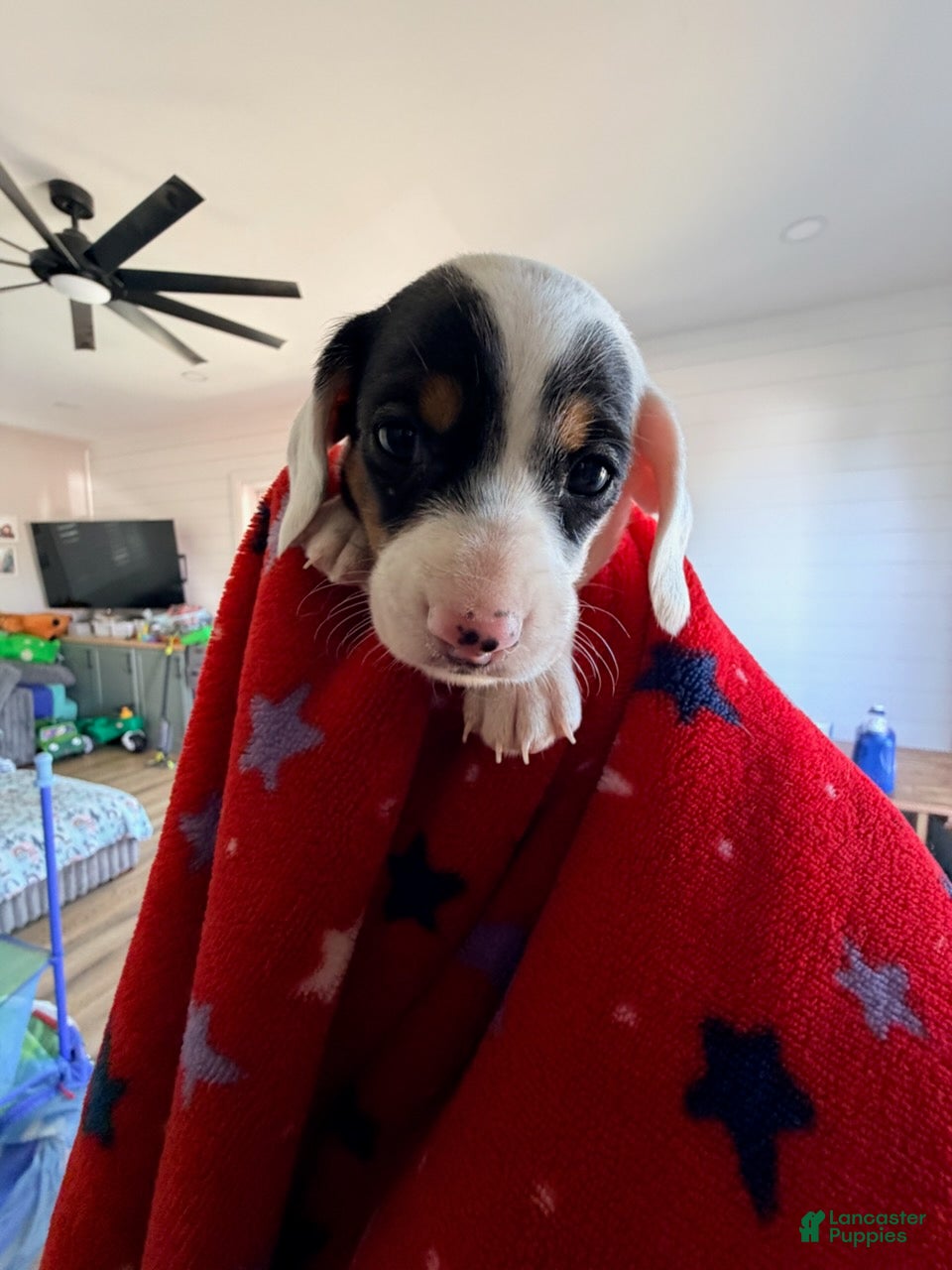 Miniature Dachshund dogs Domino - Ad 1