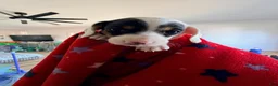 Miniature Dachshund dogs for sale: Domino - Ad 1