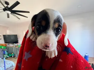 Miniature Dachshund dogs for sale: Domino - Ad 3