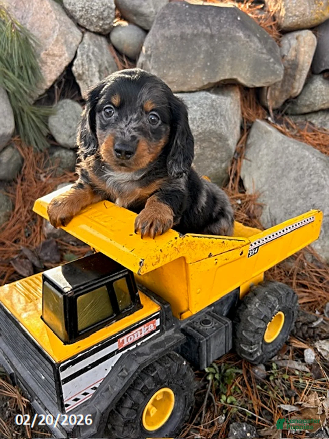 Miniature Dachshund dogs for sale: Otis - Ad 3