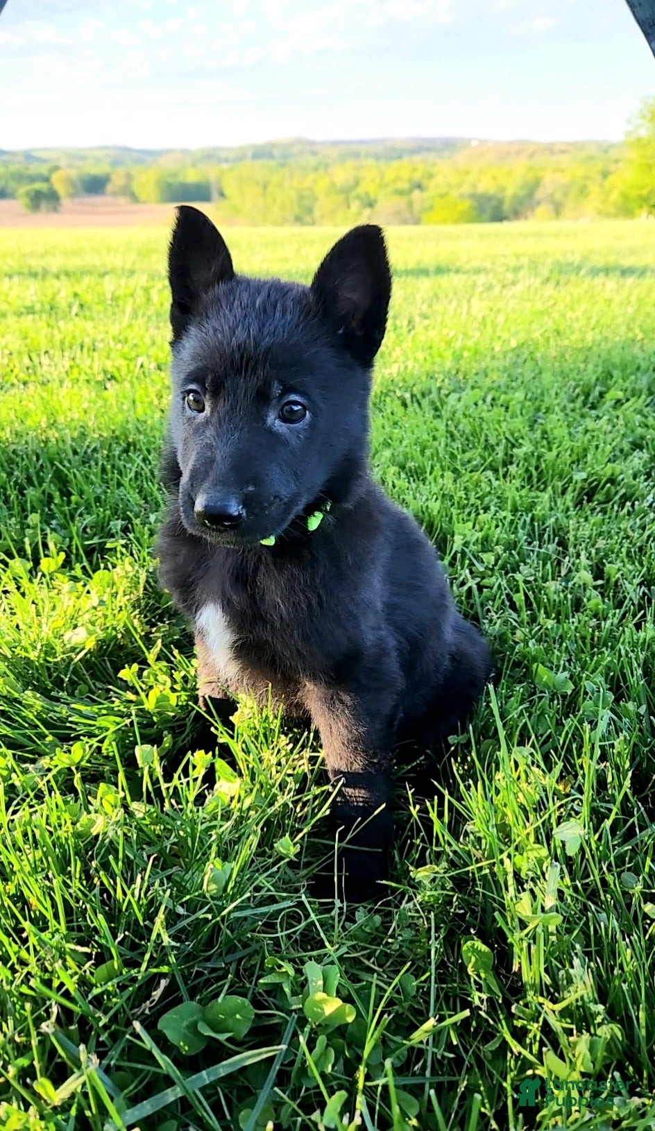 German Shepherd dogs for sale: Clover - Ad 2