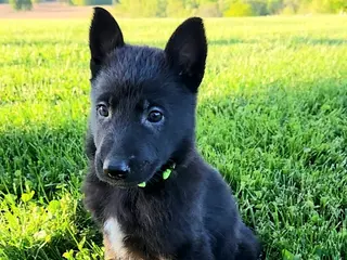 German Shepherd dogs for sale: Clover - Ad 2