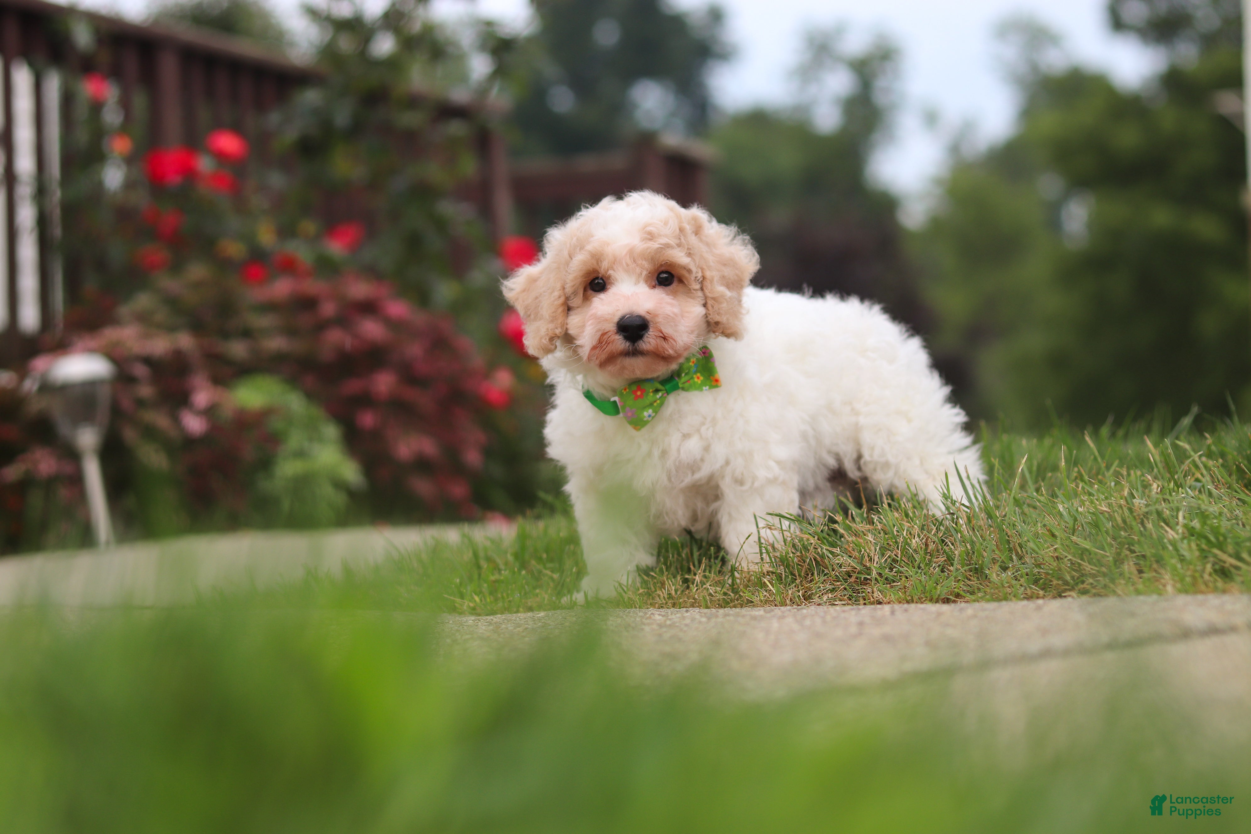 Bichpoo dogs Benji - Ad 1