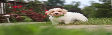 Benji
