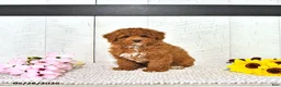 Miniature Poodle dogs for sale: Kaiden - Ad 3